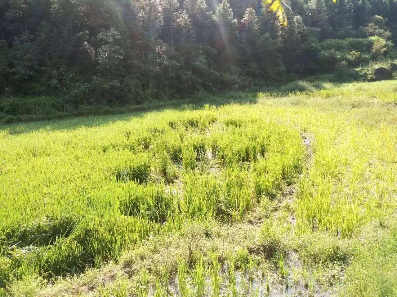 中国野猪都不够吃的为何泛滥成灾,中国野猪近年数量情况