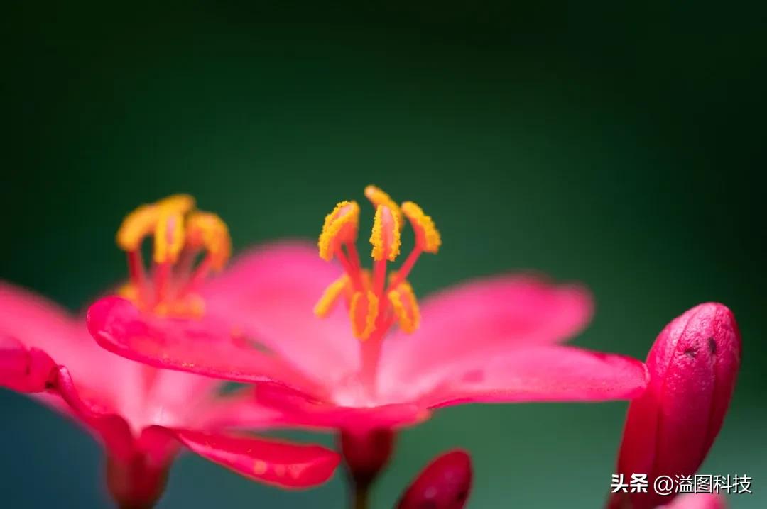 尼康z50mm2.8s微距,尼康z1052.8微距镜头