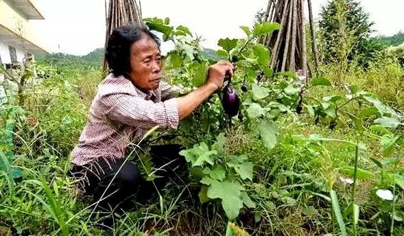 91岁老奶奶打造一座千年瓷宫,80岁老人打造千年瓷宫在哪