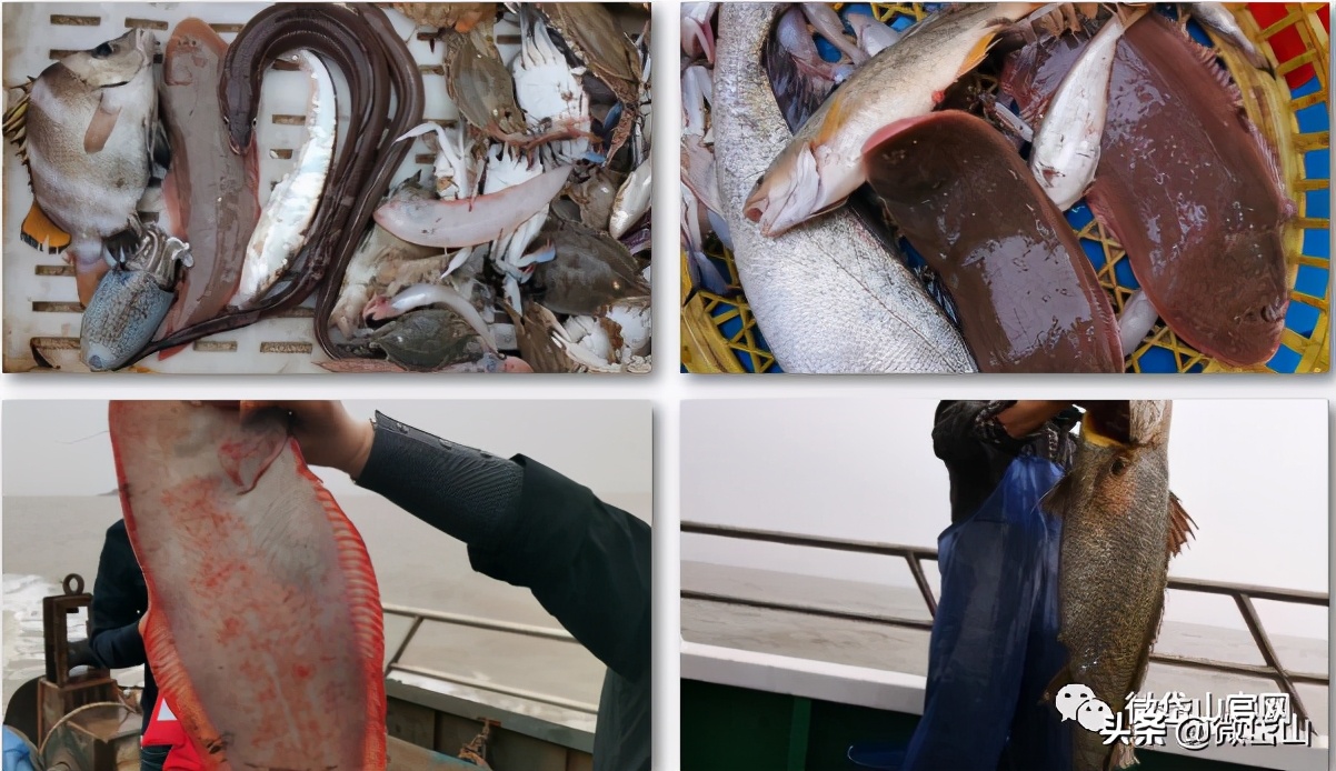 你好，我叫岱山，这是我的最新简历