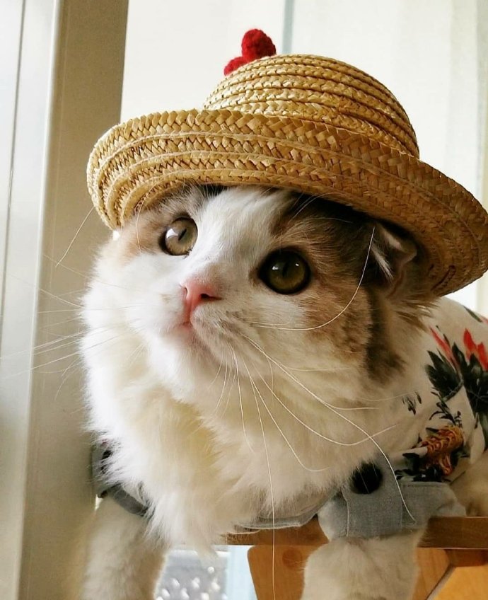 海贼王娜美cos真人版,海贼王娜美cosplay神还原