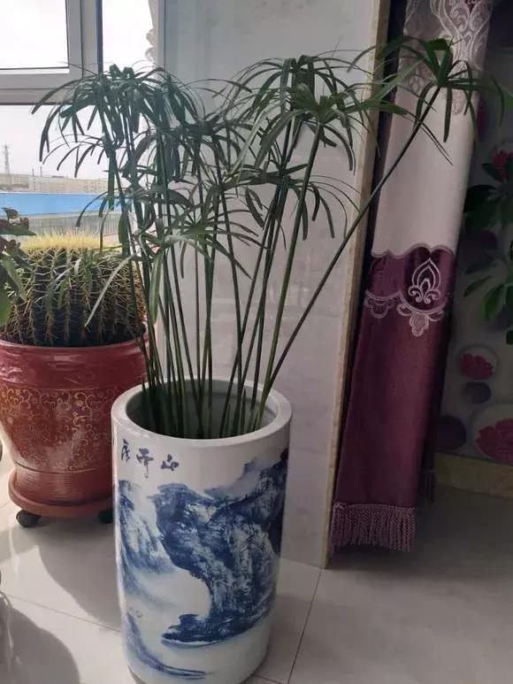 马蹄莲和铜钱草区别,半土半水铜钱草养护分享