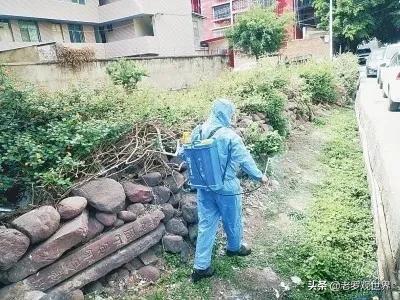 西昌：春季病媒生物防治“除四害”社区进行卫生消杀力争无死角