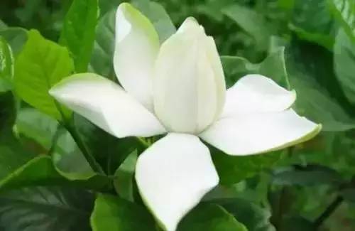 全国56个城市的市花,全国56个城市市花一览