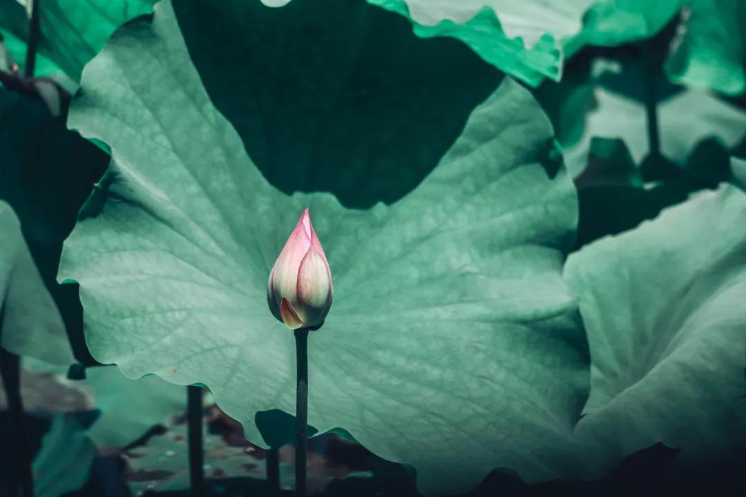 观福建农林大学的荷！赏尽一池清趣