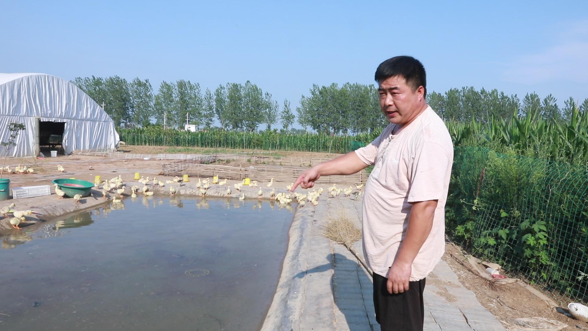 怎样预防鹅苗生病,夏天育雏鹅苗怎么降温