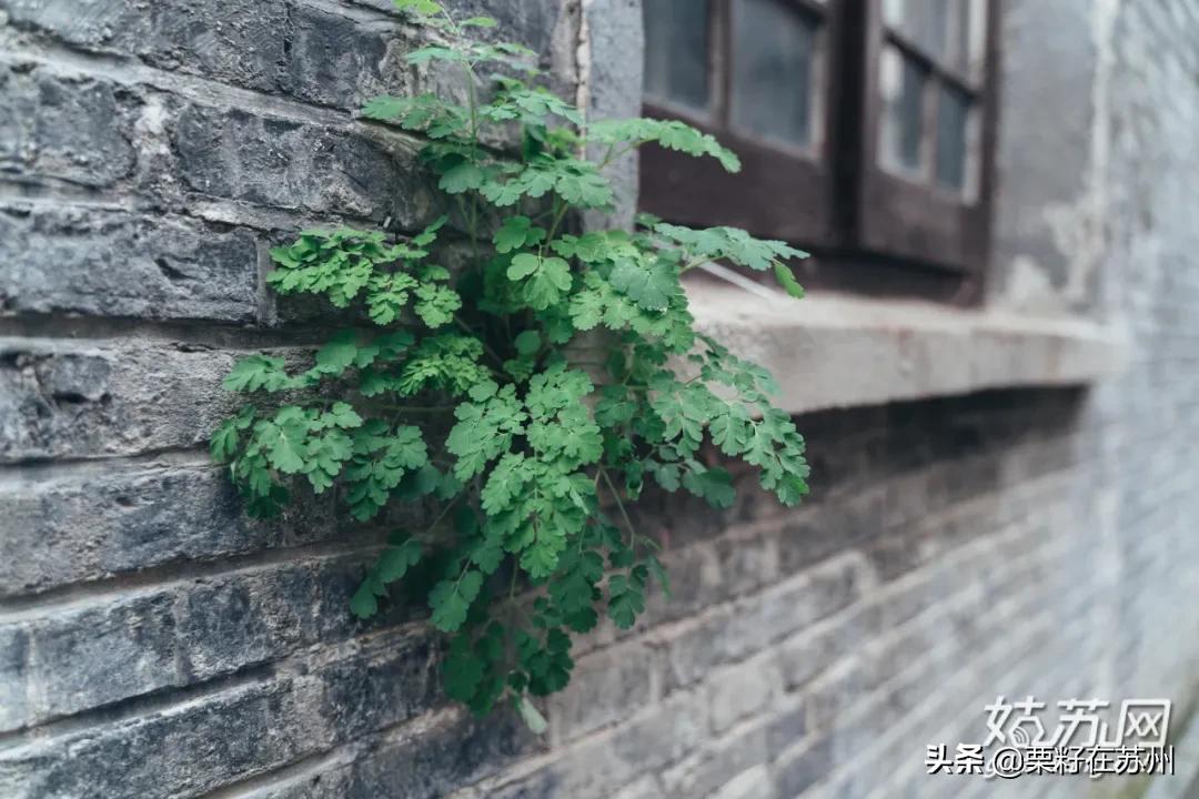 苏州古城区步行道,苏州古城步行线路石路