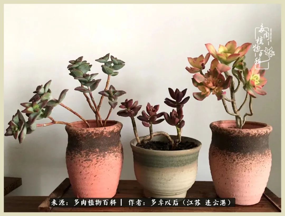 多去花前谈以后，少来月下忆当年