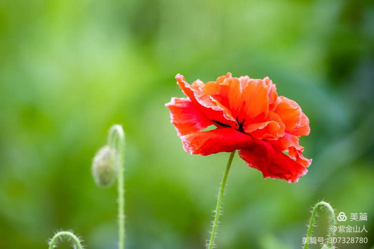 伏牛笔耕苑第263期2021.4.26