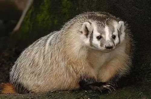 这些动物能自己治病，都不需要兽医出马，甚至吃药改后代性别