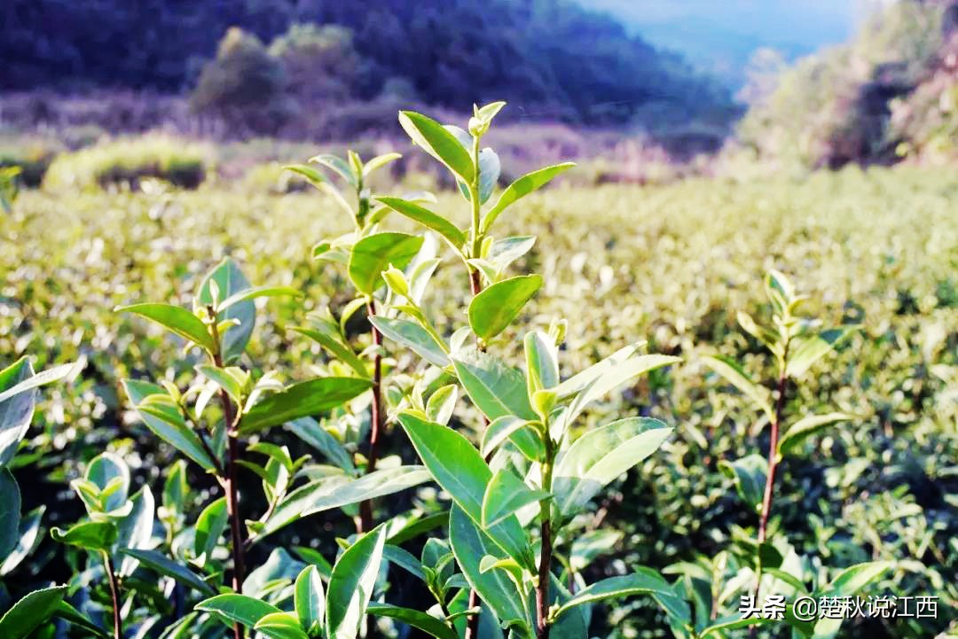 江西武陵红茶,江西最好的红茶