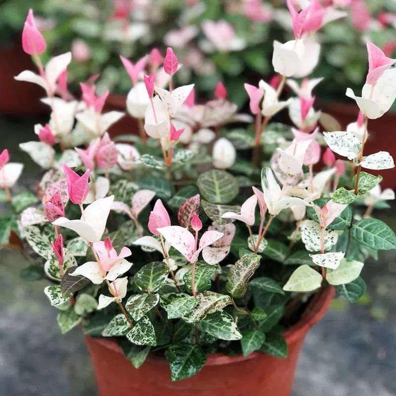 优雅灵动婉转清丽的花叶藤草,花叶络石这么养护,缤纷芳菲如彩蝶