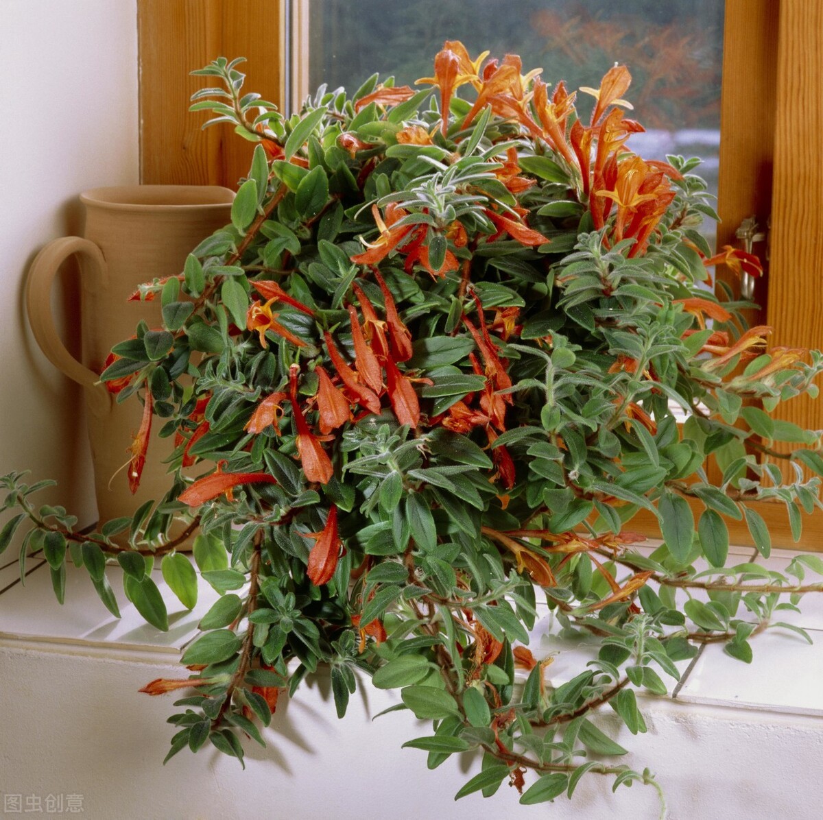 100种常见园林图鉴,列举20类不同的园林花卉