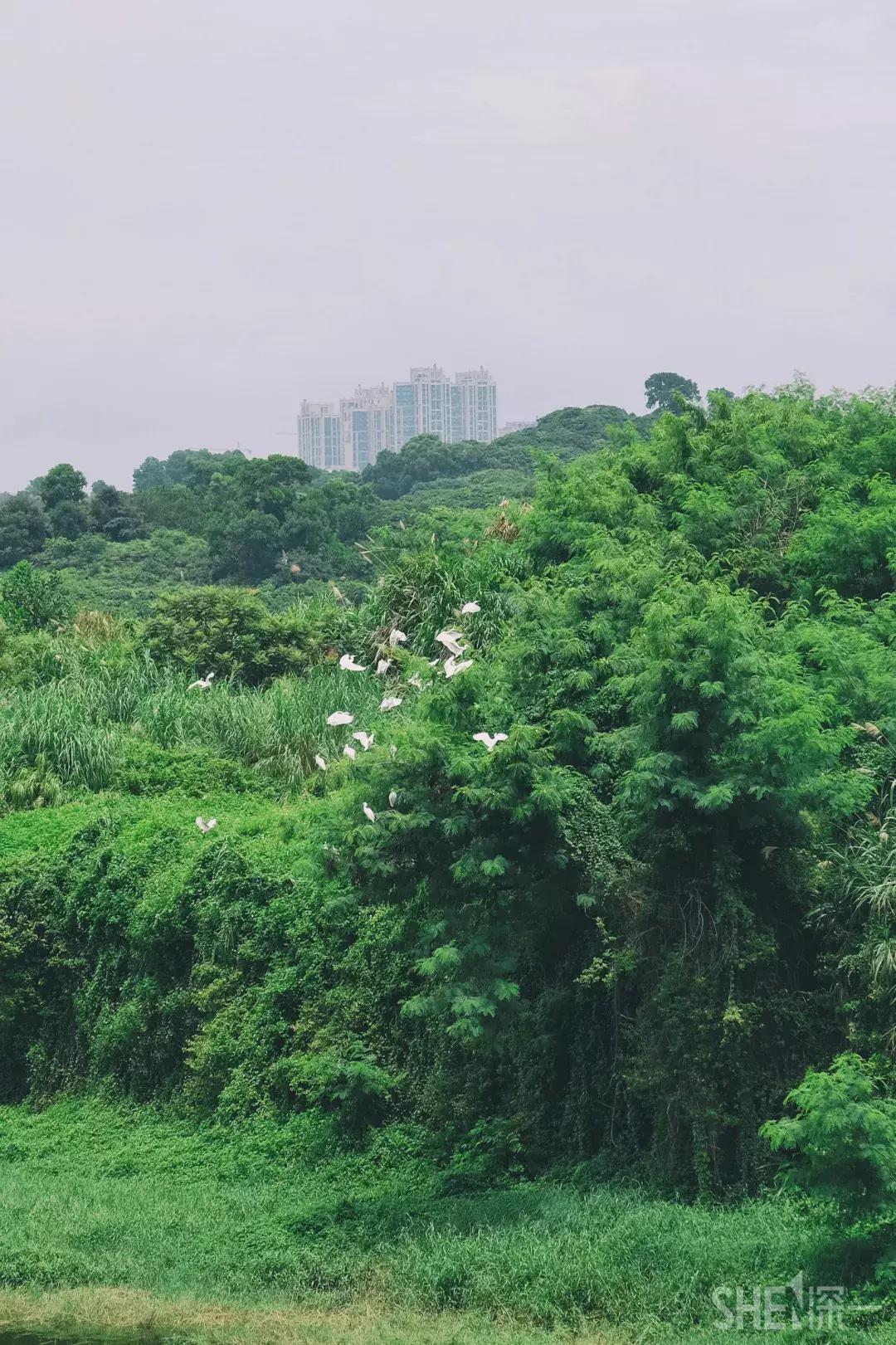 深圳市美美美,深圳最美免费水库