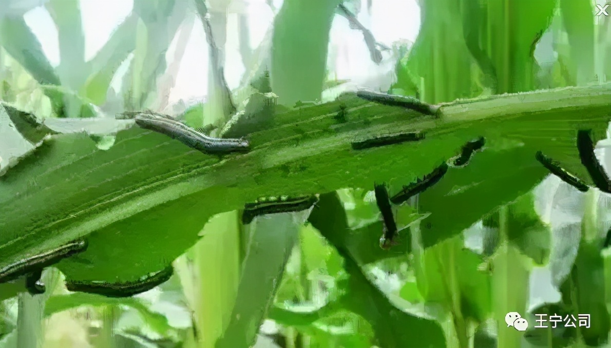 夏播玉米虫害图片大全,玉米虫害图谱高清大图