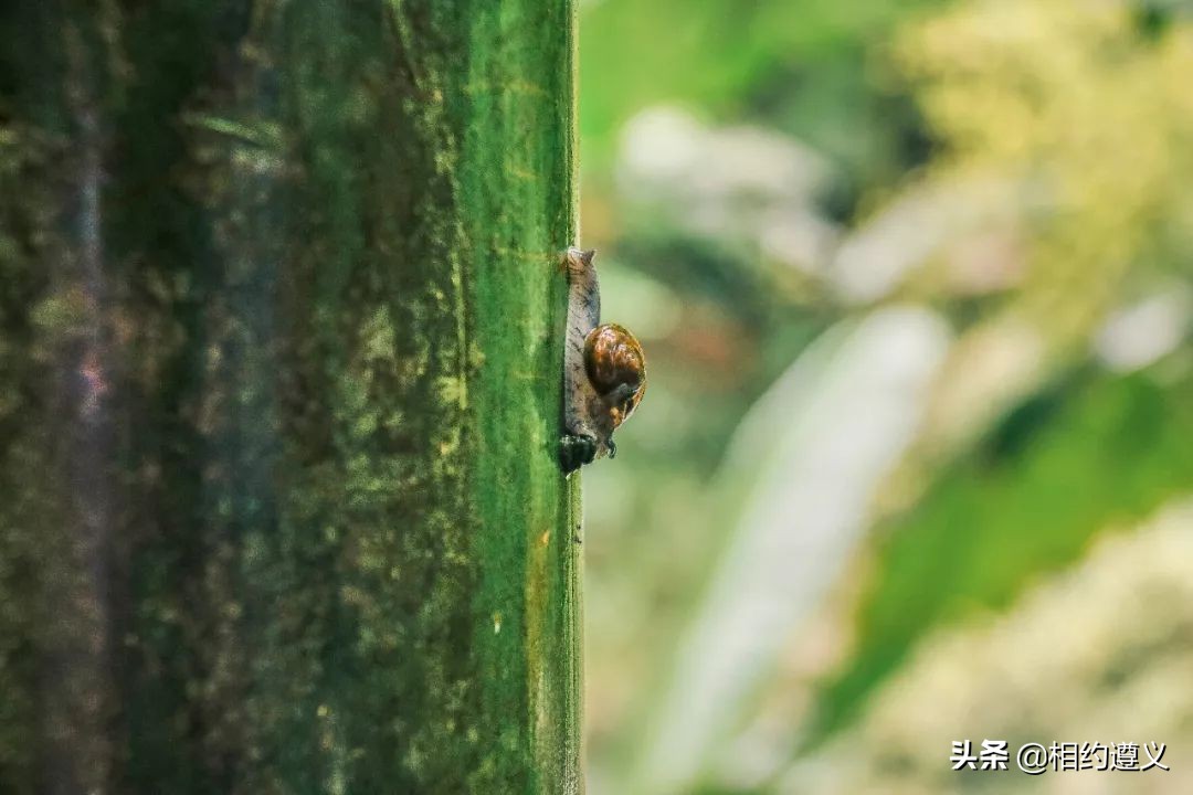 赤水大瀑布 侏罗纪公园 (贵州赤水侏罗纪公园攻略)