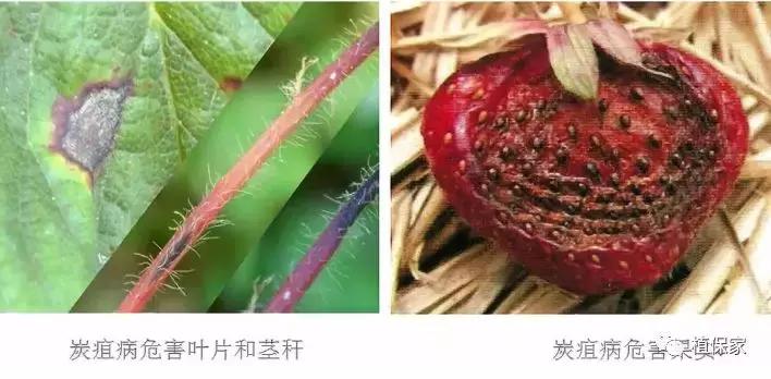 大棚草莓常见病虫害防治方法,南京地区草莓病虫害防治的现状