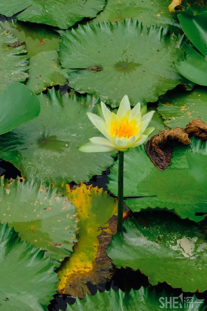 深圳蛇口前世今生,深圳蛇口有怎样的辉煌历史