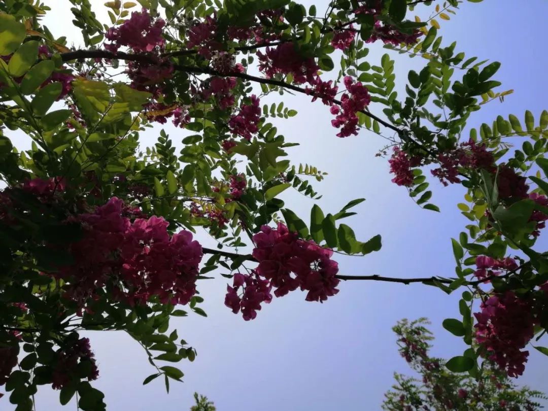 一个心灵的栖息地——游冠县马颊河生态旅游度假区有感