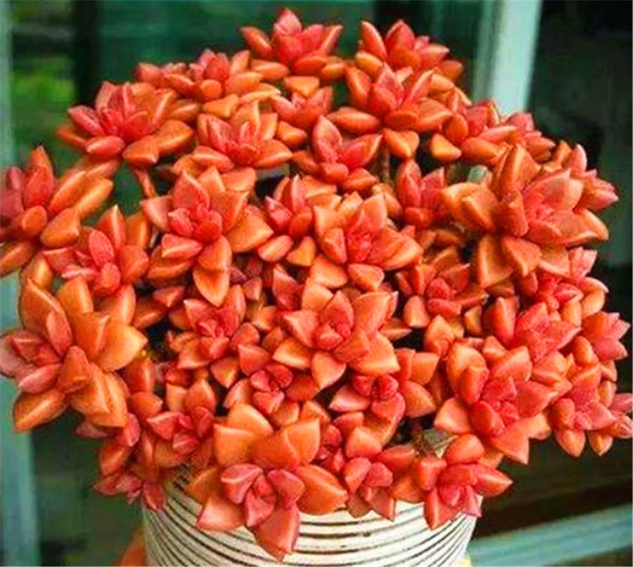 姬胧月特征,姬胧月变透亮