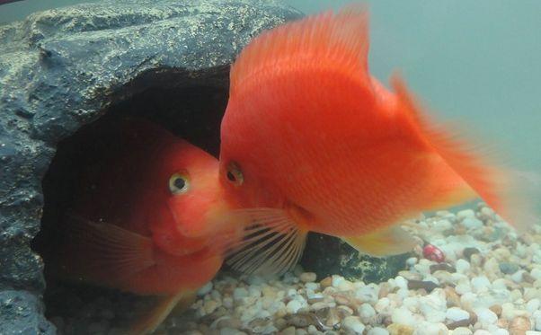 硝化细菌培养问题,硝化反应的危险及控制方法