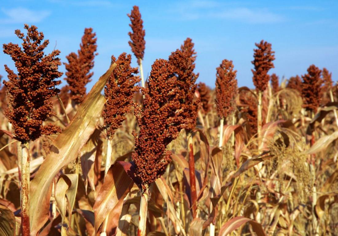 高粱怎么种才能高产,高粱种植技术高粱种子