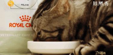 8.1国产良心，分分钟救你「狗命」