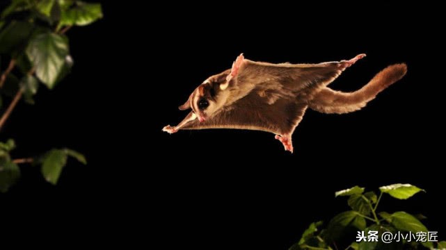 适合学生养的宠物蜜袋鼯,萌宠乐园如何饲养会飞翔的蜜袋鼯
