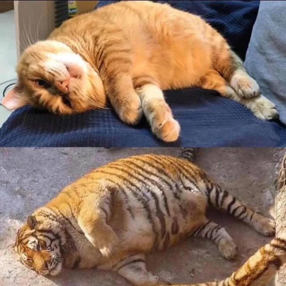 猫真的会把你当妈妈,猫把你当成妈妈是啥样子的