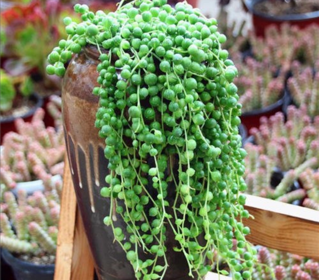 养珍珠吊兰，掌握好5项要点，“珍珠”长满花盆，漂亮又美观