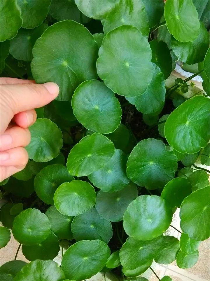 在叶子上的蓝色营养液,在植物的叶子上喷水有用吗