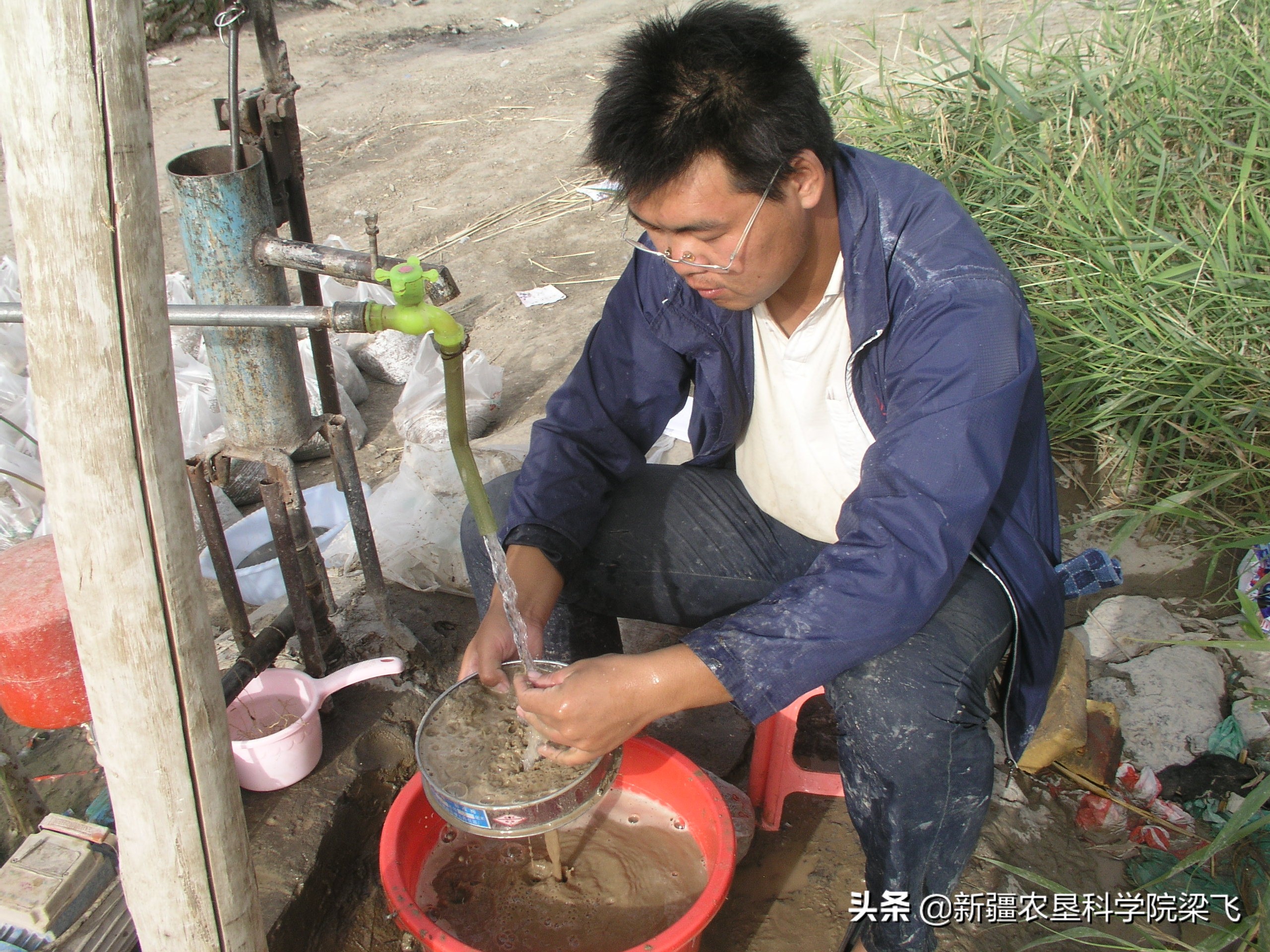 盐碱地碱蓬用海水灌溉吗,盐碱地种植碱蓬有收益吗