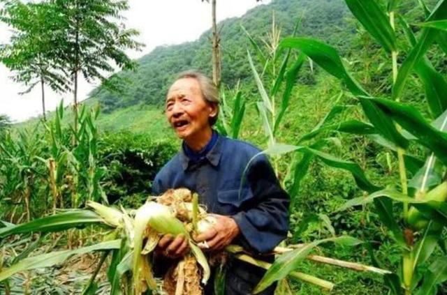 捕获80斤野猪,捕获了一头200公斤的大野猪