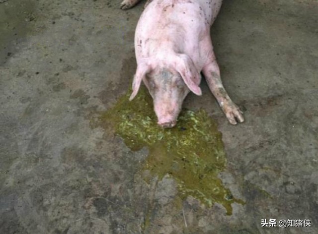 这种病引起猪反复高烧、身上发红，只有一类药能治好