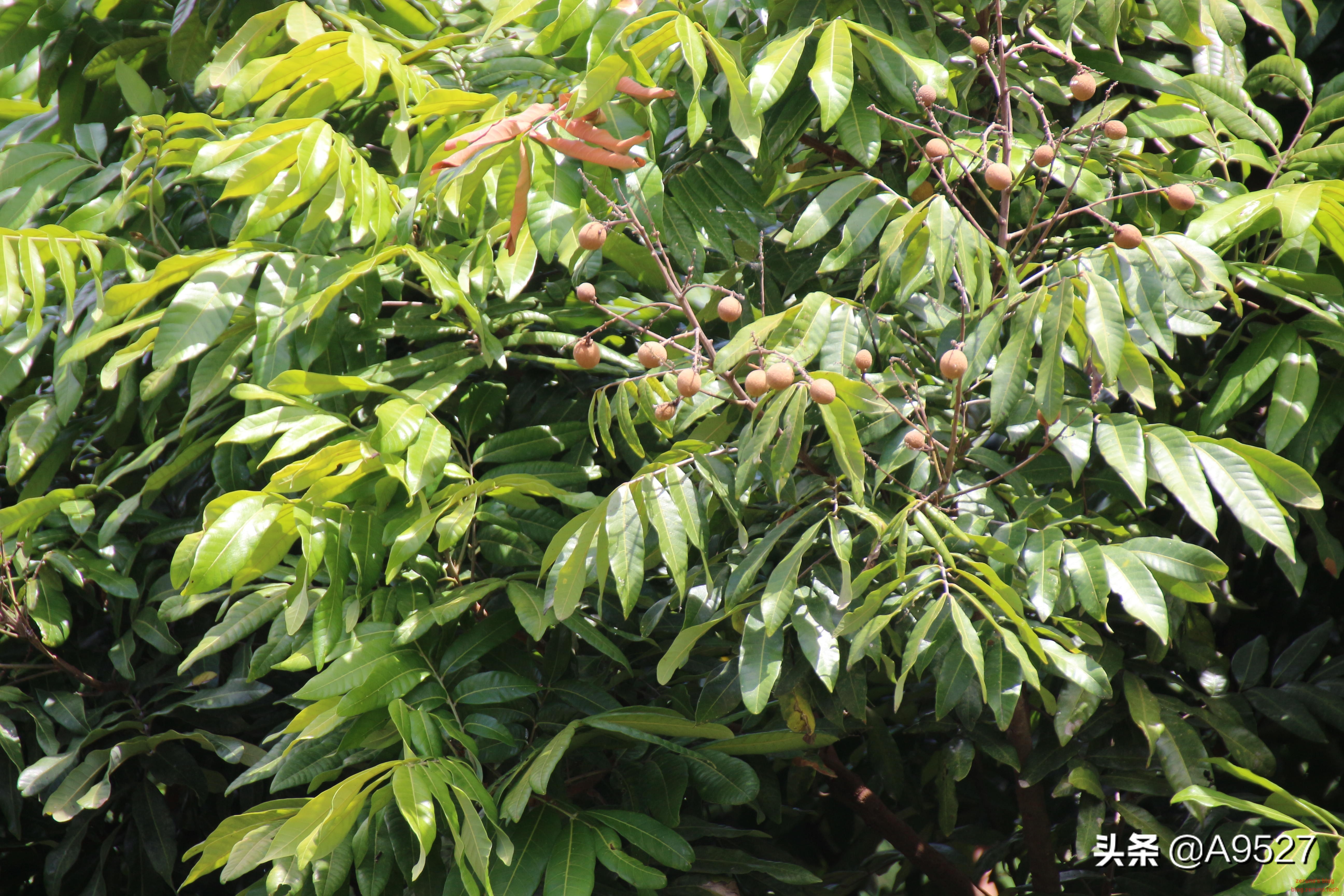 适马1770二代镜头素质如何,适马10-20镜头一代与二代