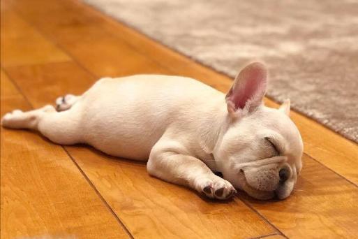 法斗犬对主人使坏,处理法斗犬