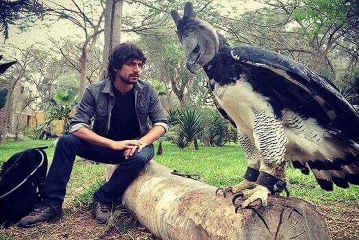 空中十大猛禽排行榜,世界前十猛禽排名图表