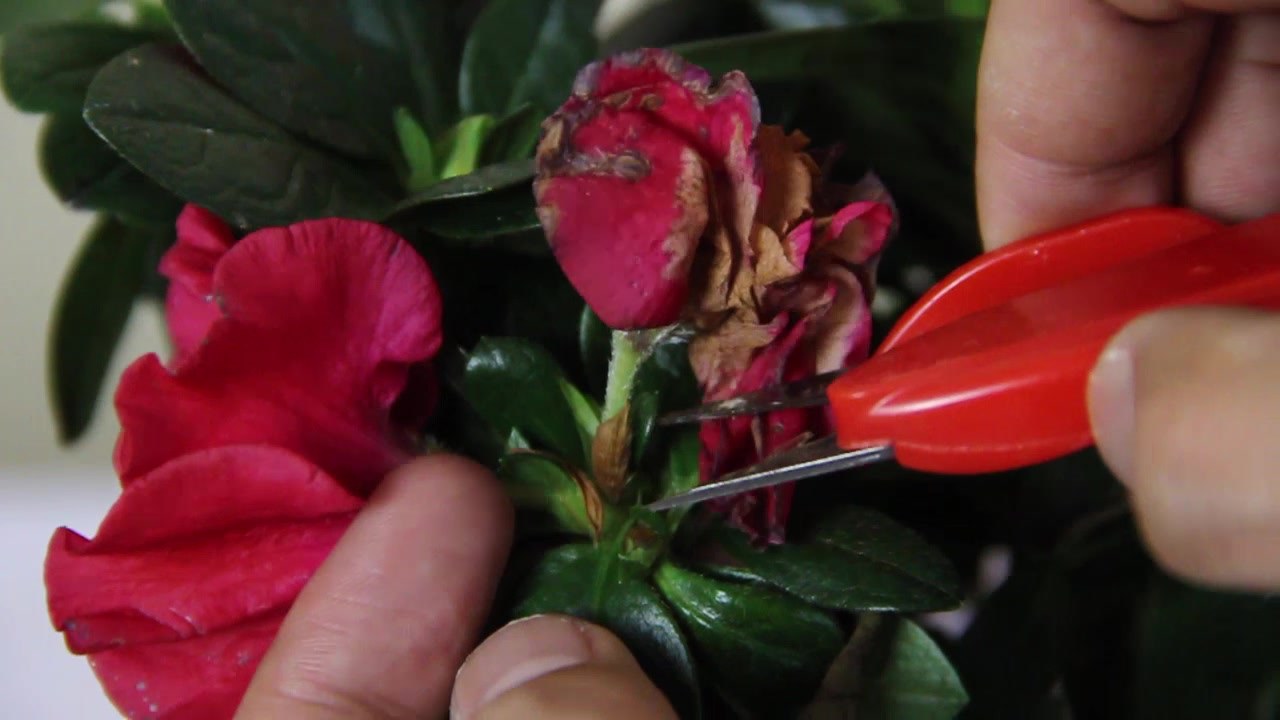 养杜鹃花的技巧,杜鹃花10种品种