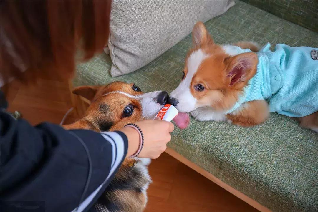 柯基从出生到满月的照顾,柯基可爱成长史