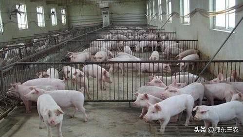 在农村养猪赚钱还是养羊赚钱,养殖猪和羊哪个赚钱多些