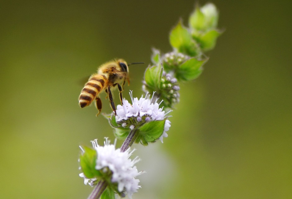 蜜蜂的美丽高清图片大全,蜜蜂高清照