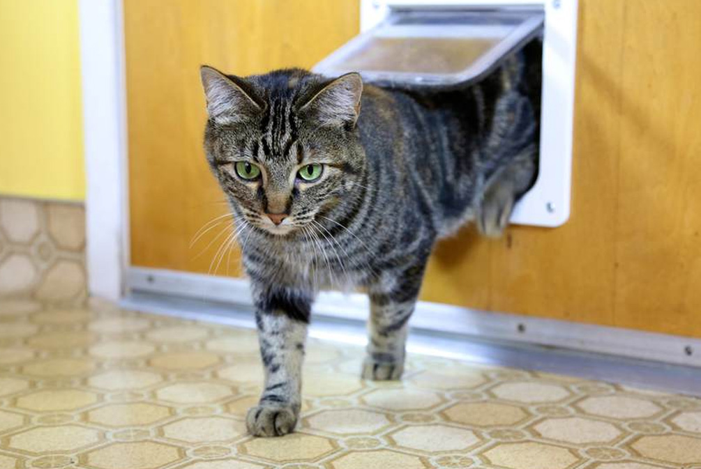 猫咪逃跑,猫咪不回来该如何才能让猫咪回来