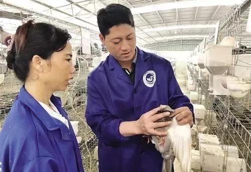 毛滴虫怎么治鸽子,毛滴虫鸽病的症状及治疗方法