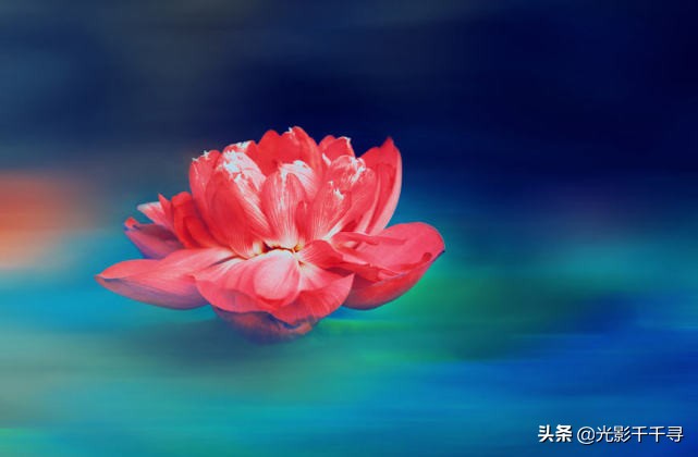 教你怎么拍出漂亮的荷花,摄影如何拍出荷花的感觉