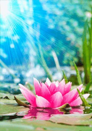 柯汝读邮：荷花T54映日荷花别样红