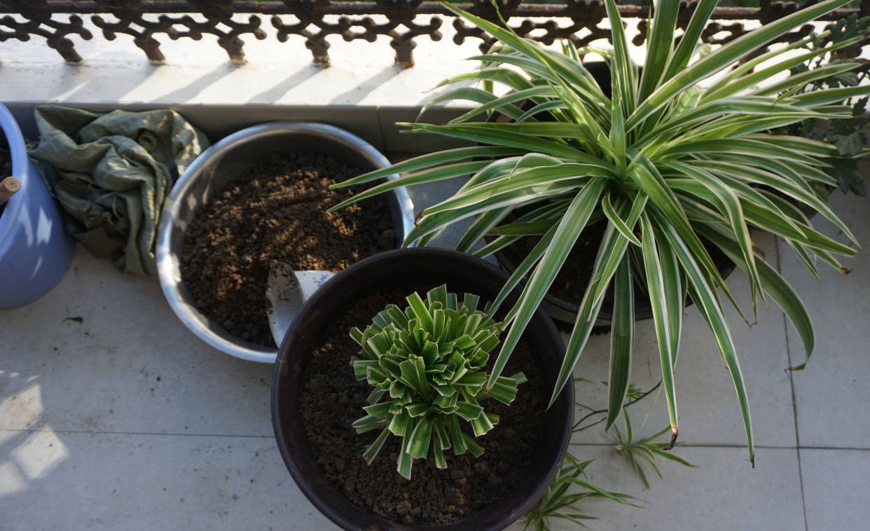 吊兰怎么养才能更旺盛10个小秘诀,青叶吊兰怎么养护才能长出匍匐茎