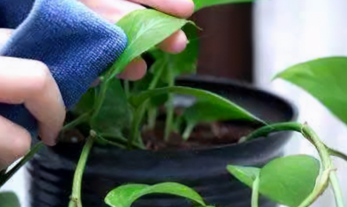 自制水肥需要注意什么,自制水肥氮肥过多怎么调节