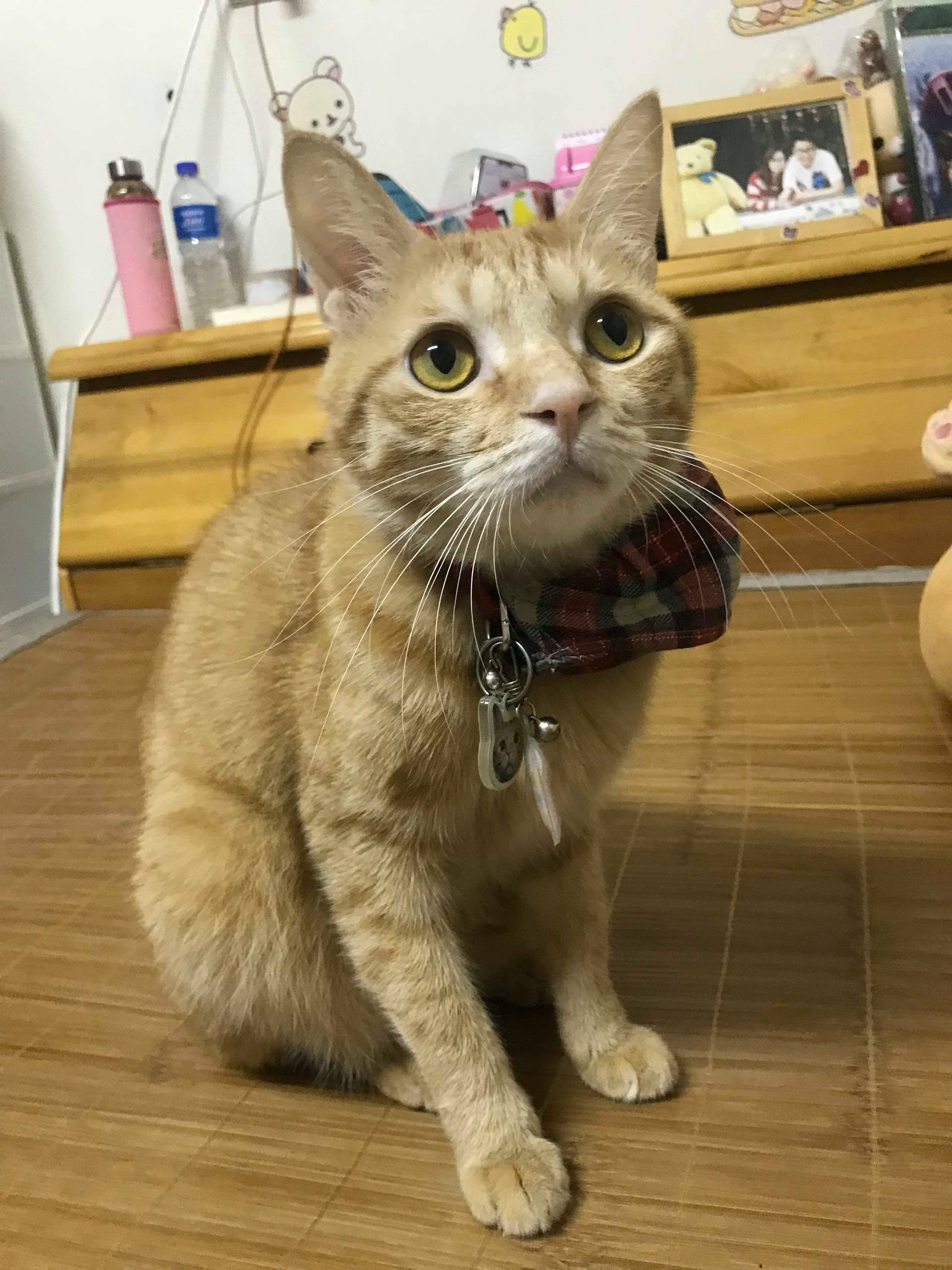 猫咪大报复!睡懒觉忘了喂猫被推倒的行李箱砸到轻微脑震荡