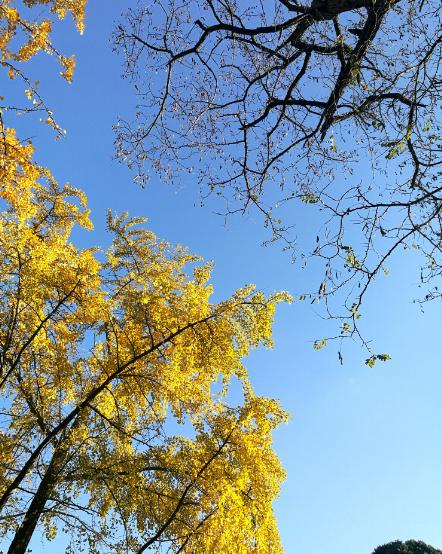 初冬最美诗词赏析,描写初冬的诗词大全