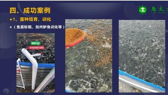 养鱼怎么增加存活率,科学养鱼的正确方法和思路